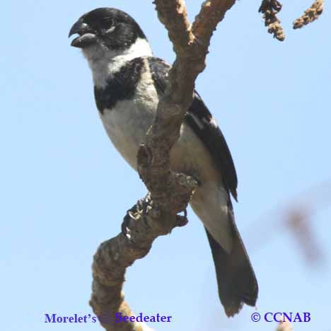 Morelet's Seedeater