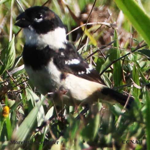 Birds of North America