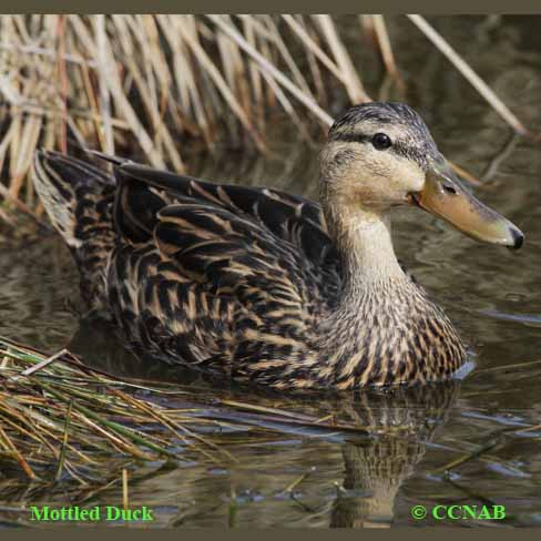 Mottled Duck