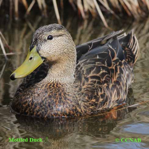 Mottled Duck