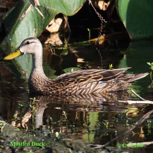 Birds of North America