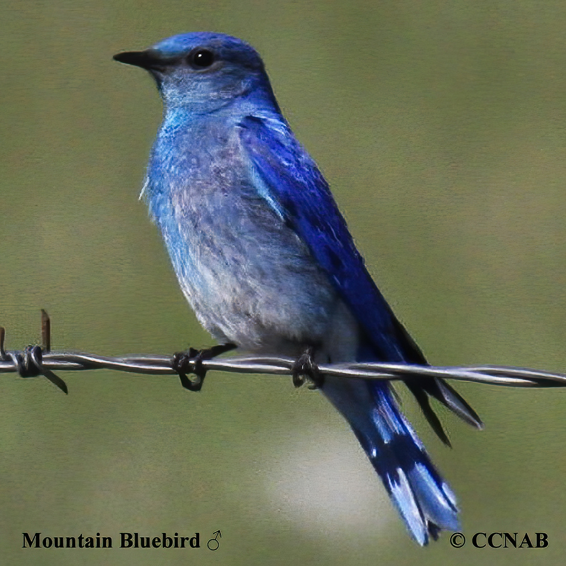 Mountain Bluebird (Sialia currucoides) North American Birds Birds