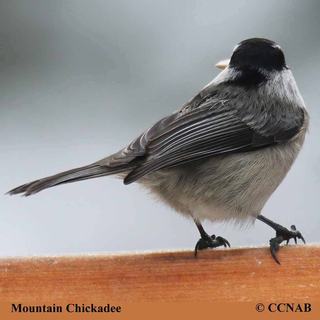 Birds of North America