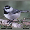 Mountain Chickadee range map