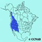 Mountain Chickadee range map