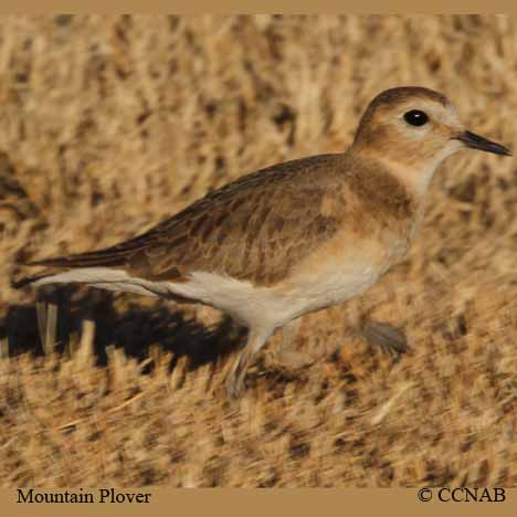 Mountain Plover