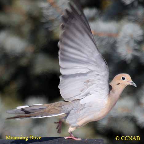 Birds of North America