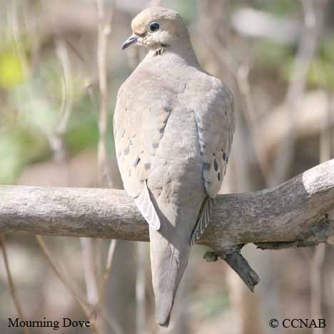 Mourning Dove