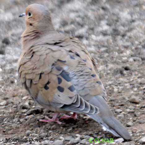 Mourning Dove