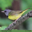 Mourning Warbler range map