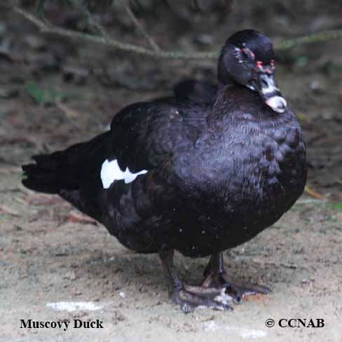 Birds of North America