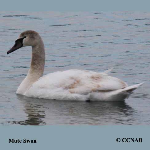 Mute Swan