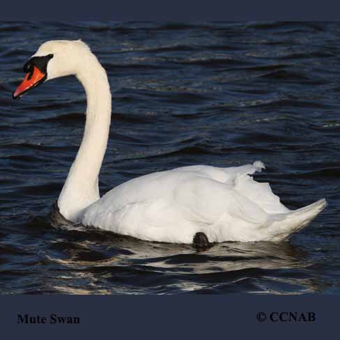 Mute Swan