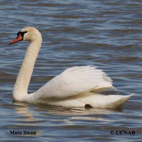 Birds of North America