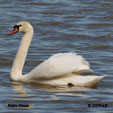 Mute Swan