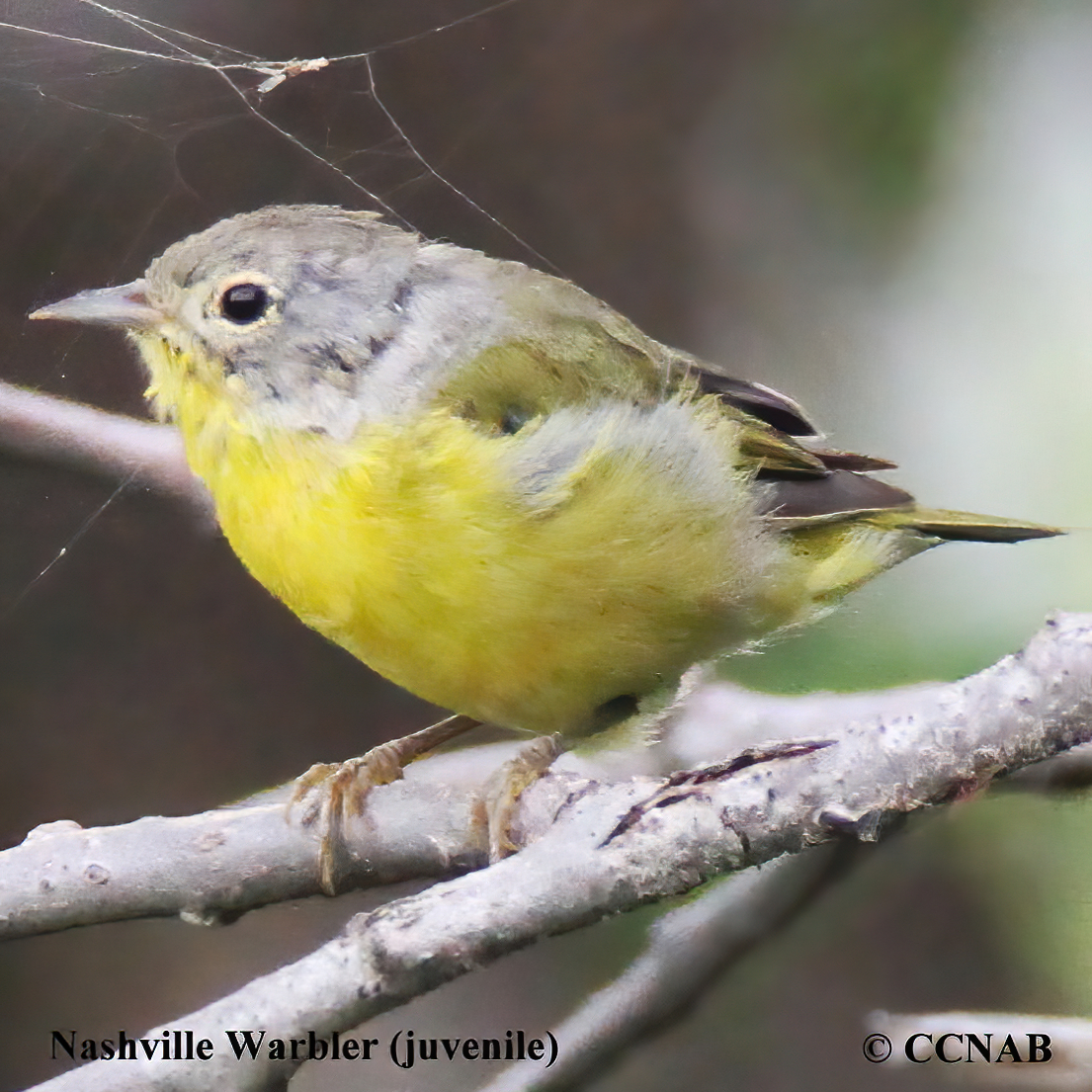 Nashville Warbler