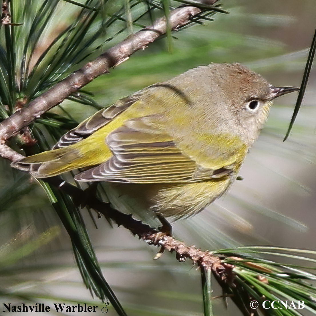 Nashville Warbler