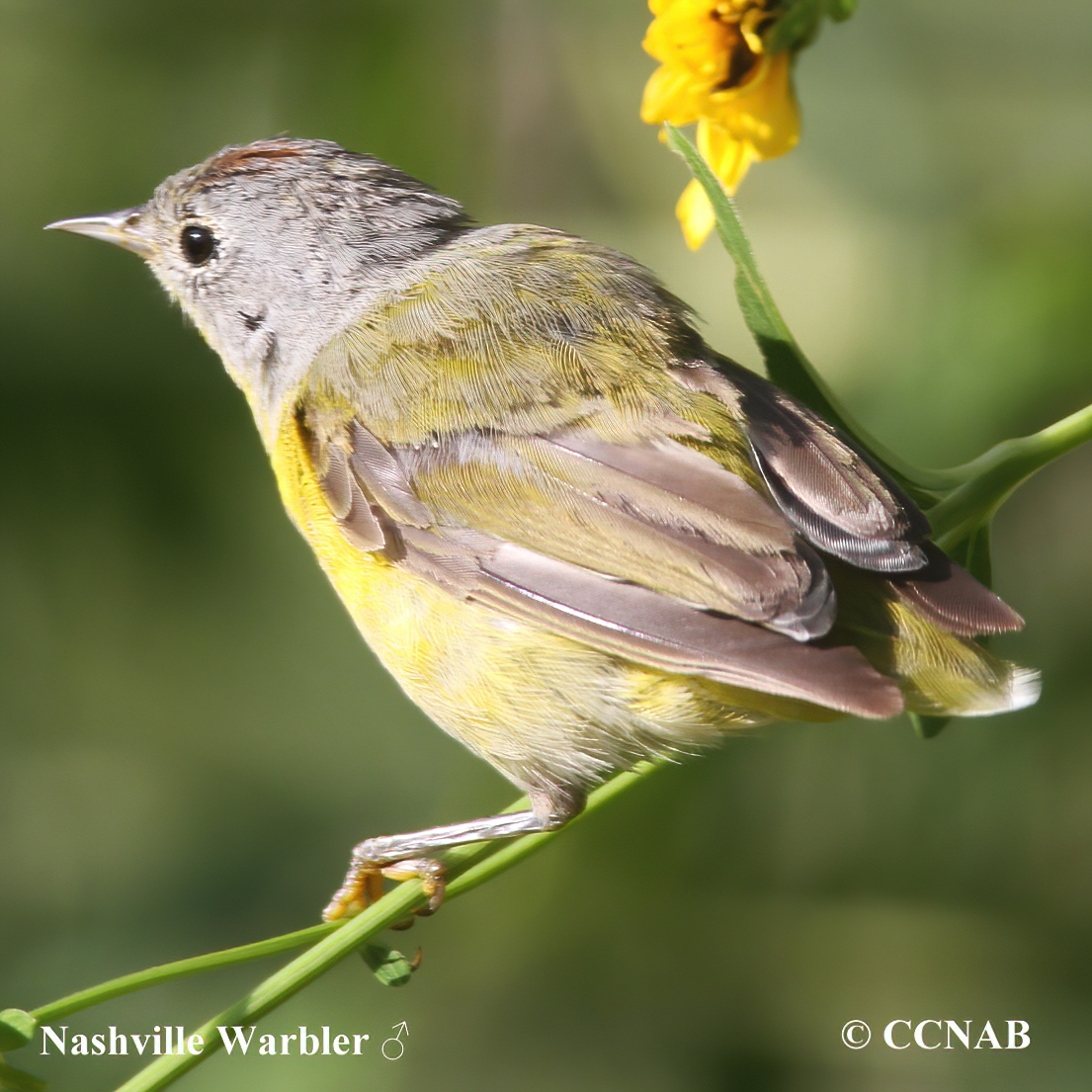 Nashville Warbler