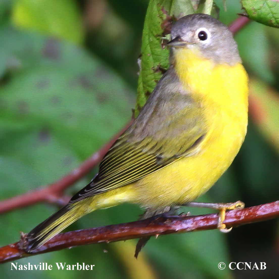 North American Warblers