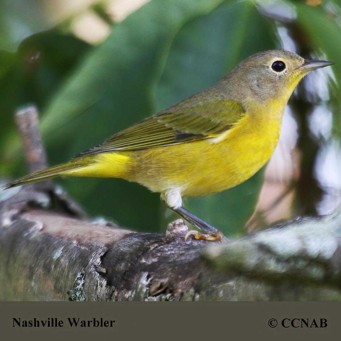 Nashville Warbler