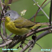 Nashville Warbler range map