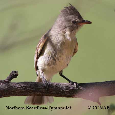 Northern Beardless-Tyrannulet