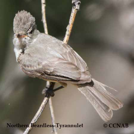 Northern Beardless-Tyrannulet