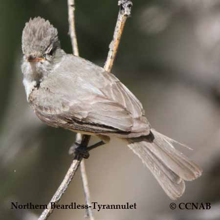 Birds of North America
