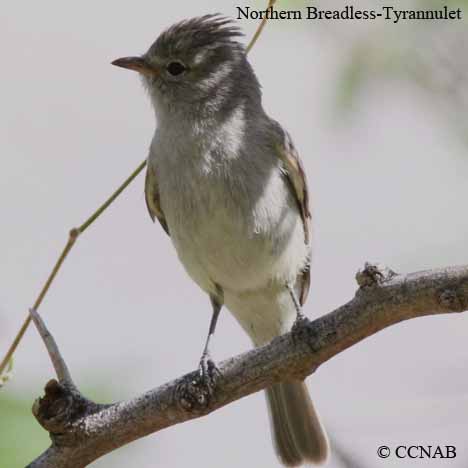 Northern Beardless-Tyrannulet