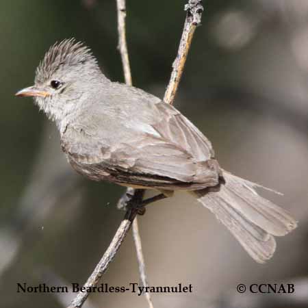 Birds of North America