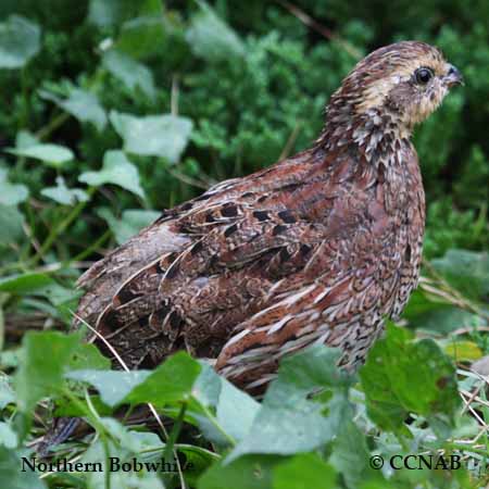 Northern Bobwhite