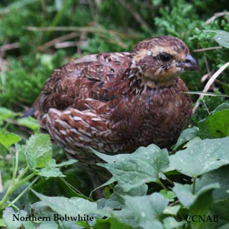 Northern Bobwhite