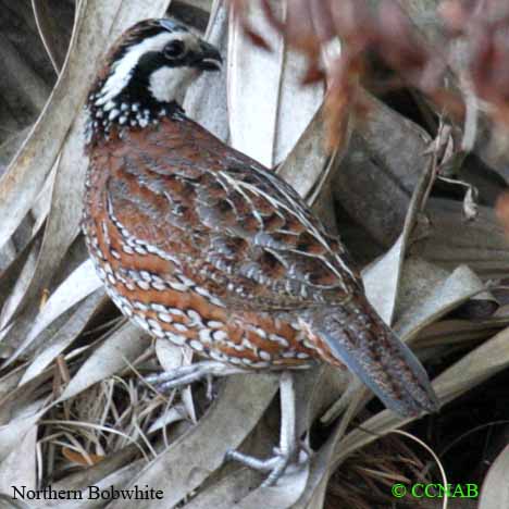 Northern Bobwhite