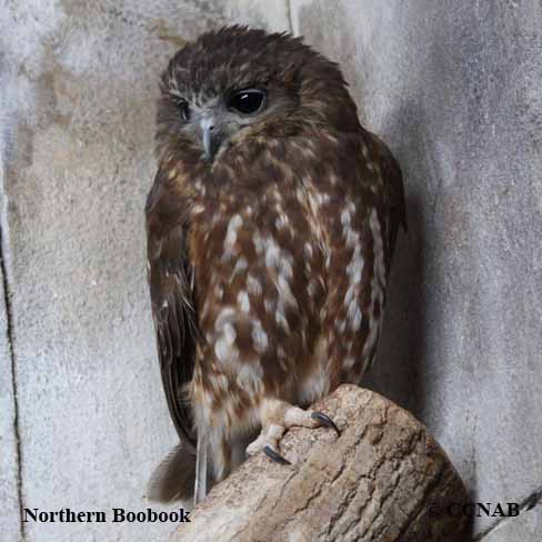 Birds of North America