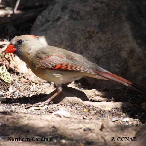 Northern Cardinal