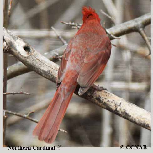 Northern Cardinal