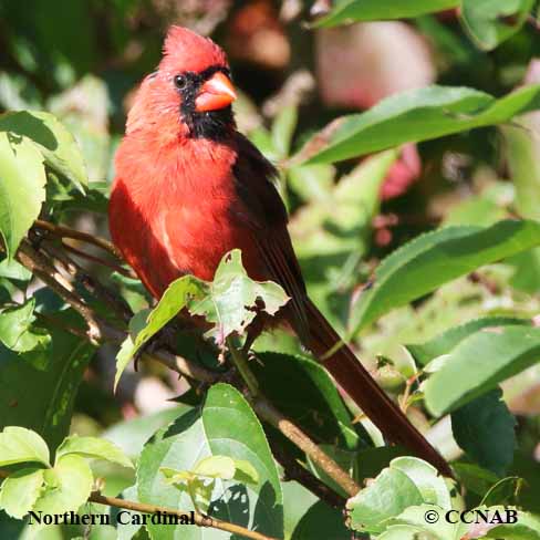 Birds of North America