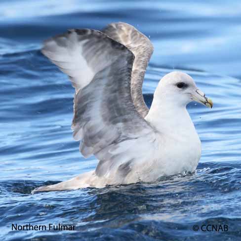 Northern Fulmar