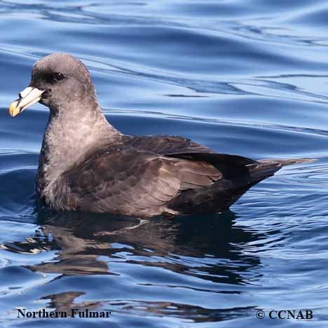 Northern Fulmar