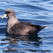 Northern Fulmar