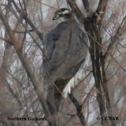 American Goshawk