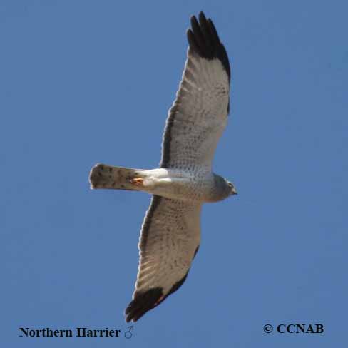 Birds of North America
