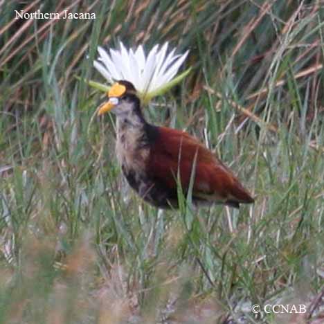 Northern Jacana