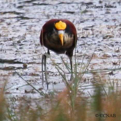 Birds of North America