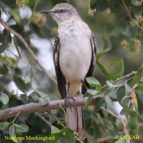 Birds of North America