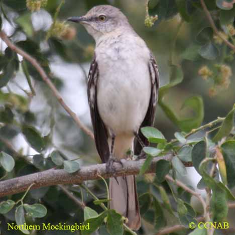 Northern Mockingbird