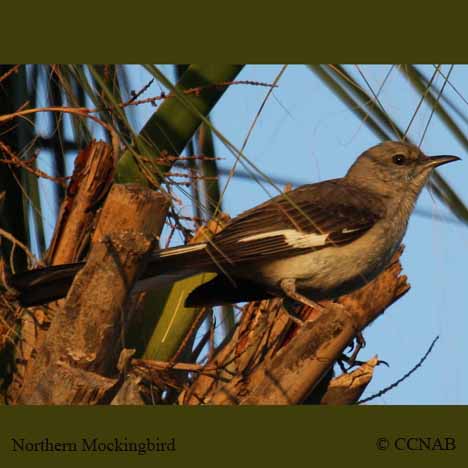 Northern Mockingbird