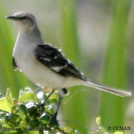 Birds of North America