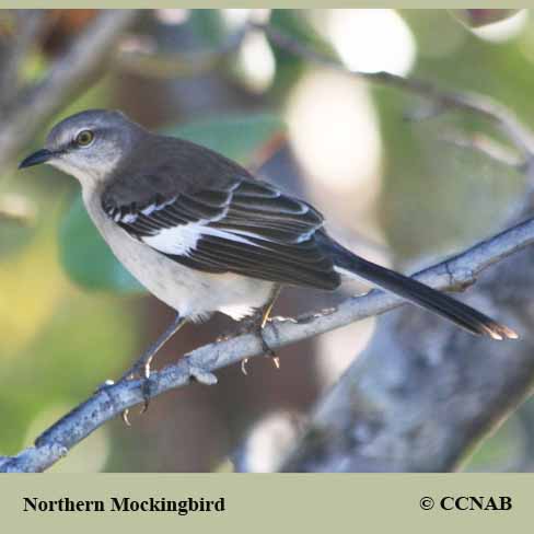 Northern Mockingbird