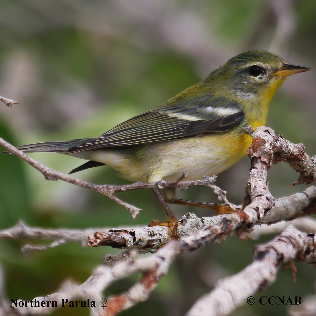 Birds of North America